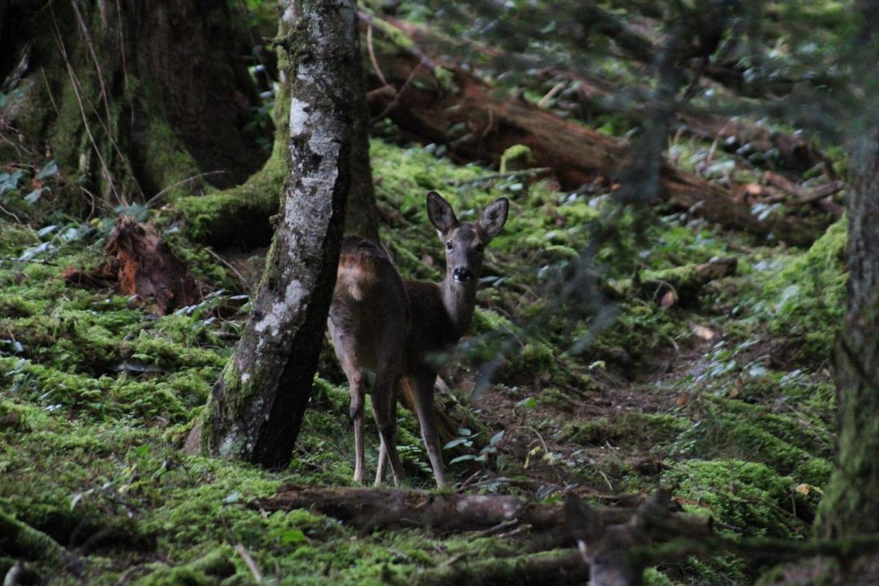 Gite Du Montagnol A Payolle Sainte-Marie-de-Campan Exteriér fotografie